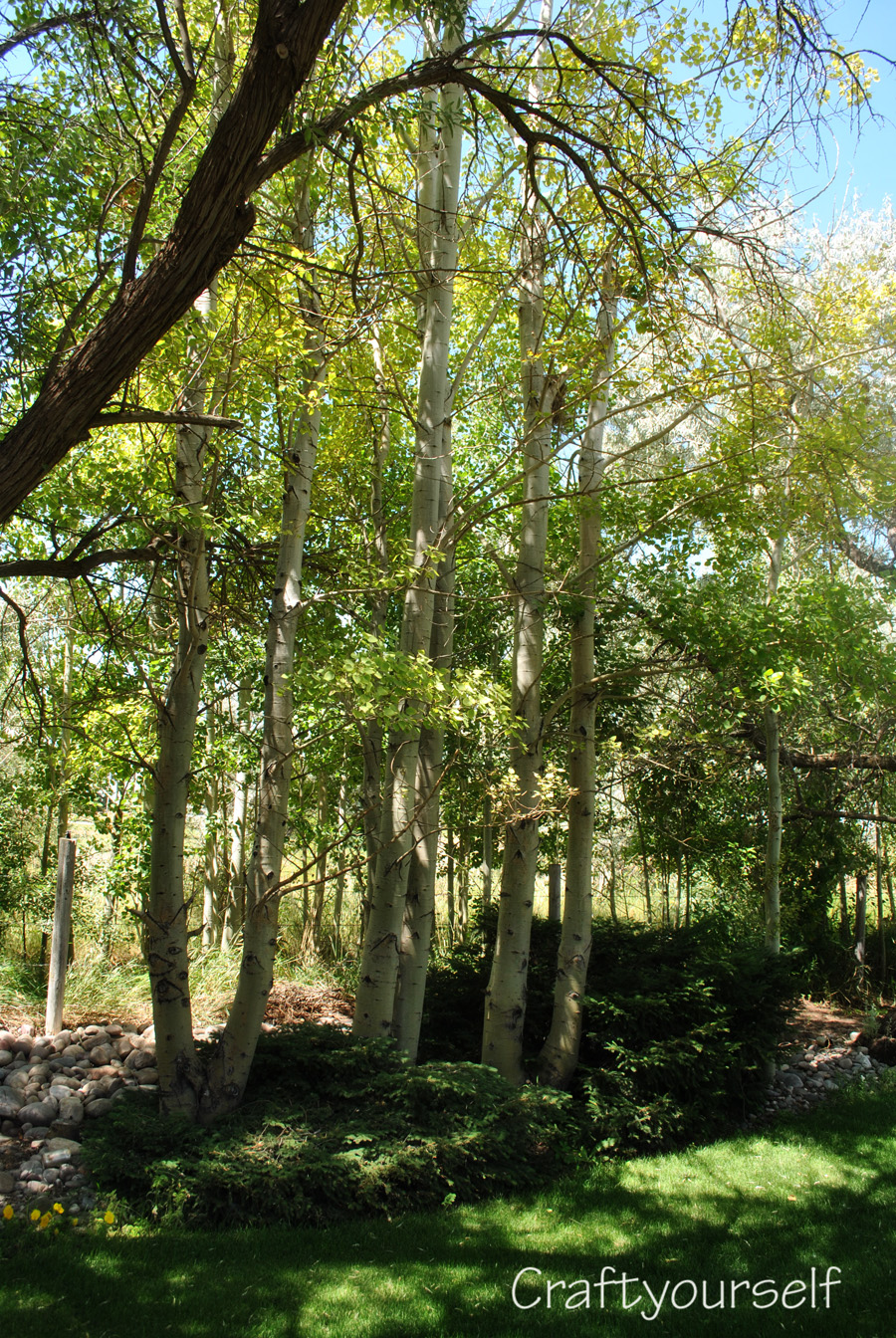 moms yard large trees