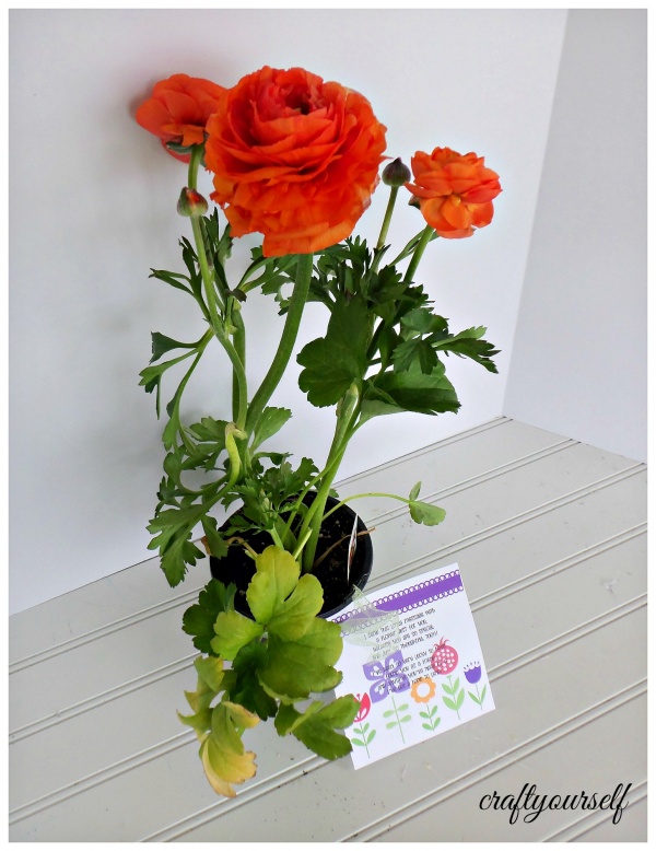 friendship flower plant